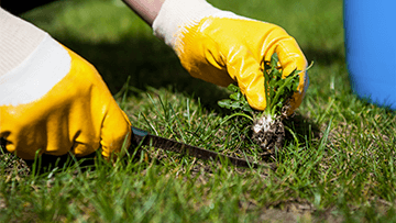 Landscape Maintenance Weeding