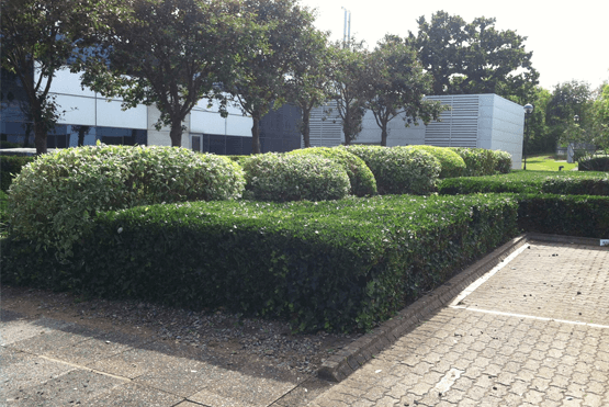 Leaf Blowing Management