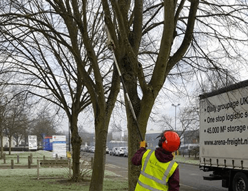 Tree Maintenance