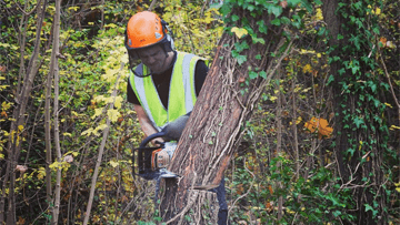 Removal Of Trees