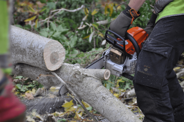 Tree Surgery