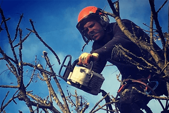 Tree Surgery