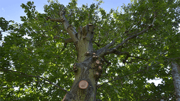 Tree Surveying