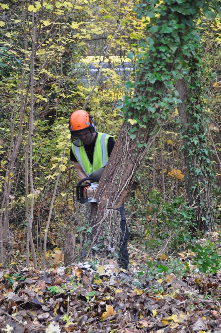 Team Member - Tree Surgery