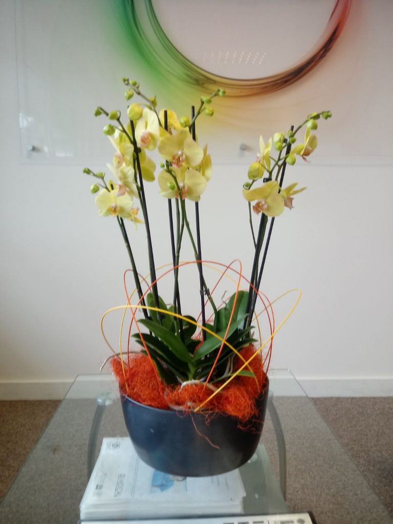 Yellow Flowers Office Plants