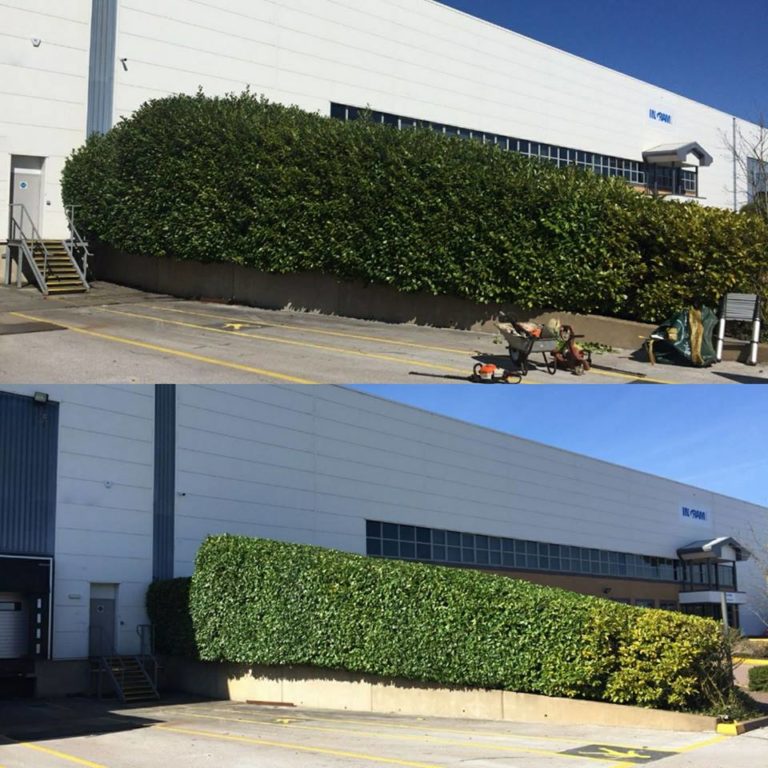 Hedge Trimming Before and After