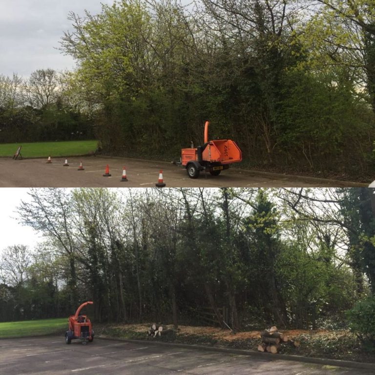 Tree Surgery Before and After