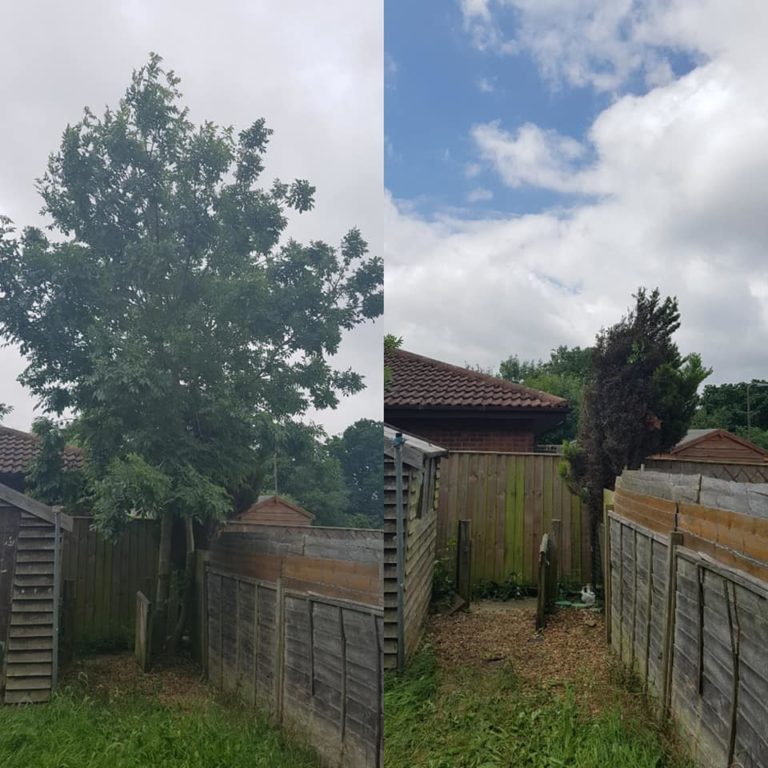 Tree Surgery Before and After