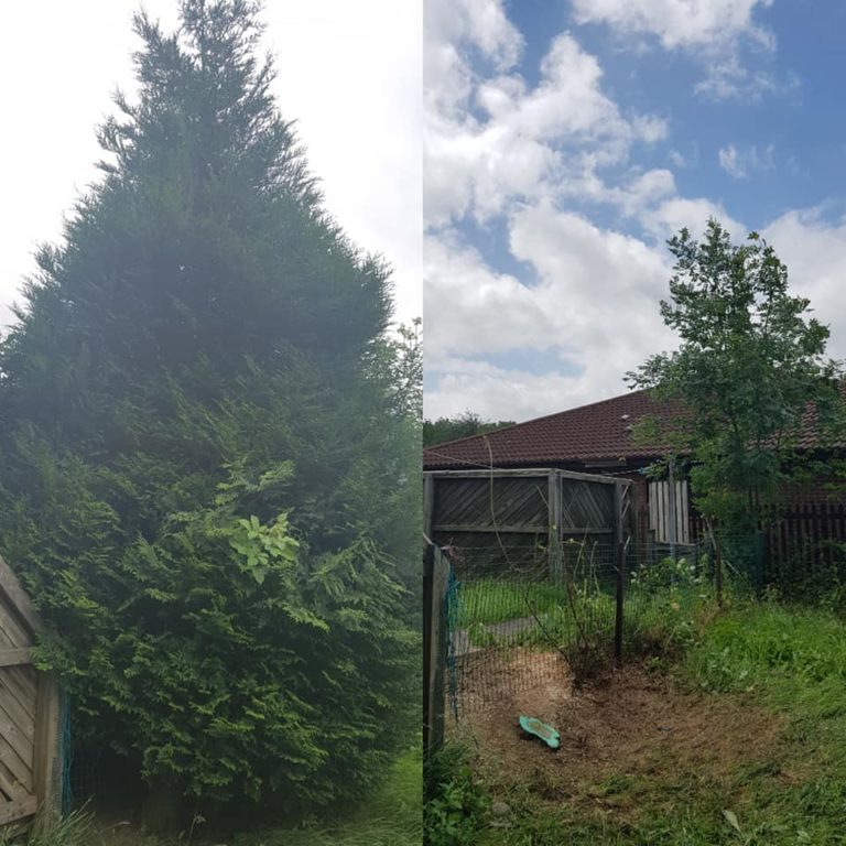 Tree Surgery Before and After