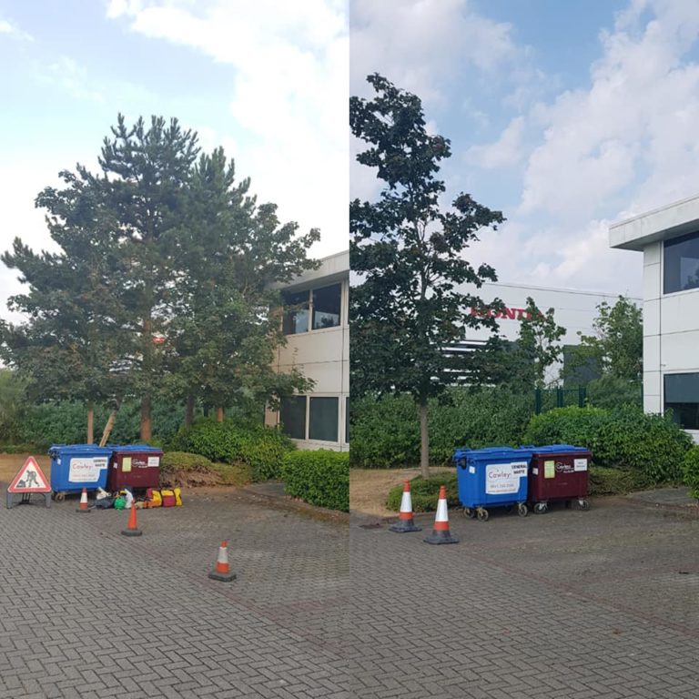 Tree Surgery Before and After