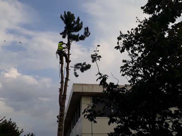 Tree Surgeon