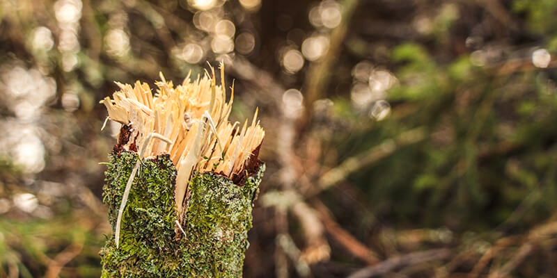 broken tree branch