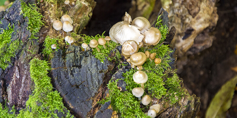 fungus growing on tree