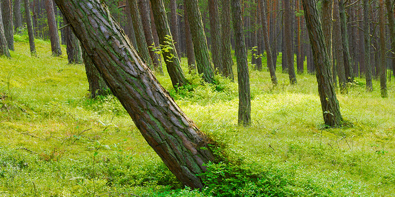 leaning tree trunk