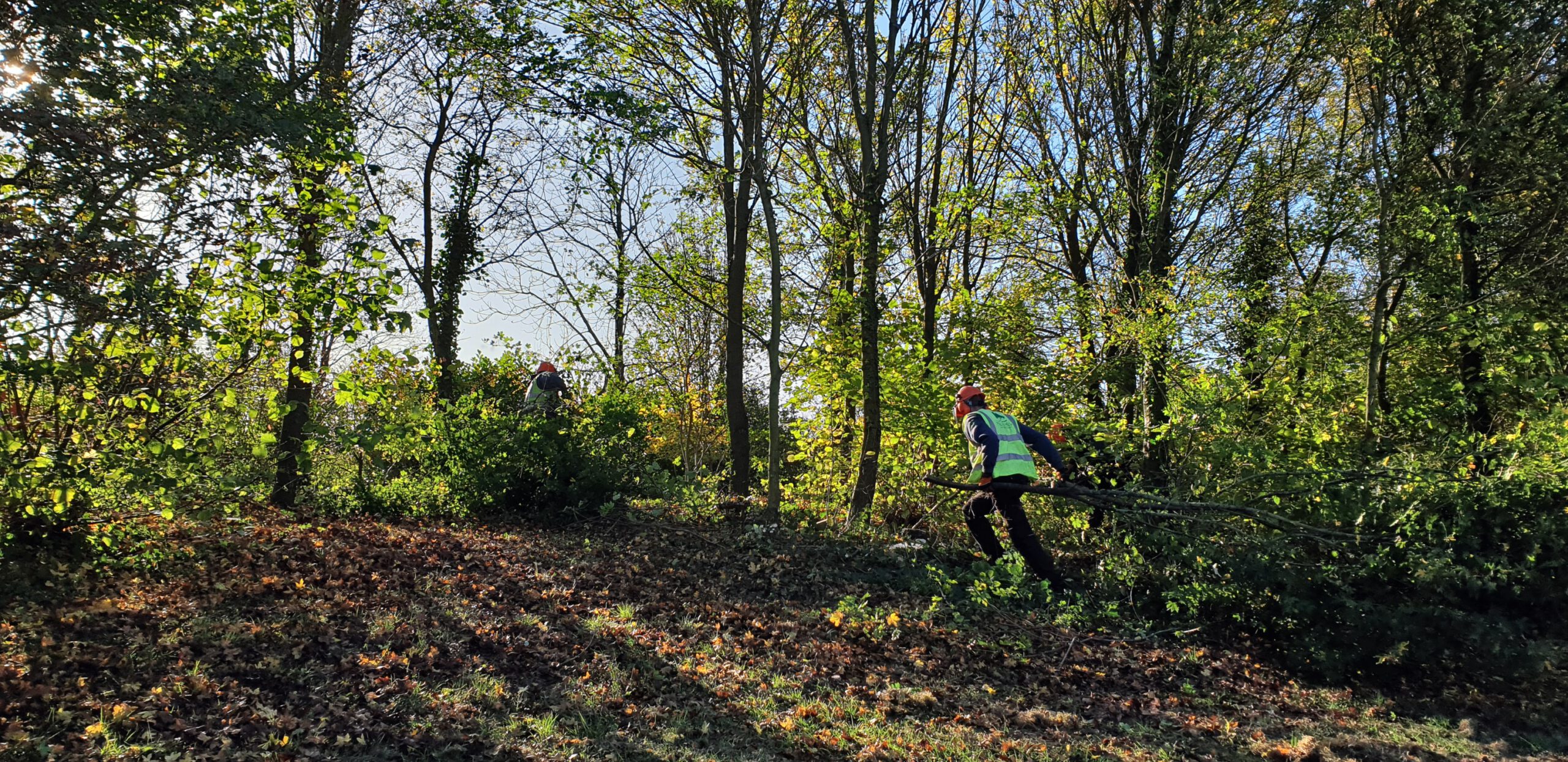 The Parks Trust Thinning Work