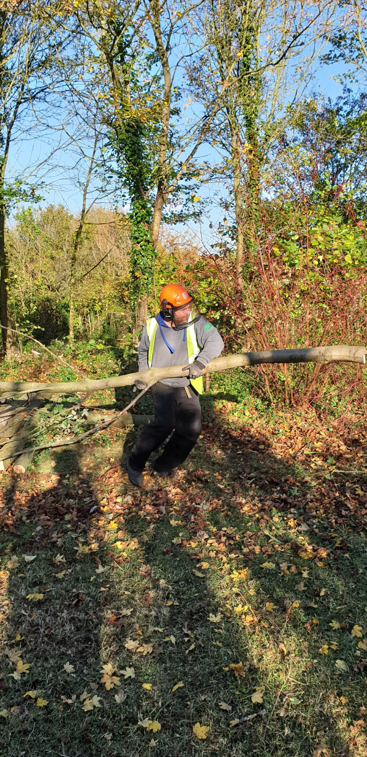 The Parks Trust Thinning Work