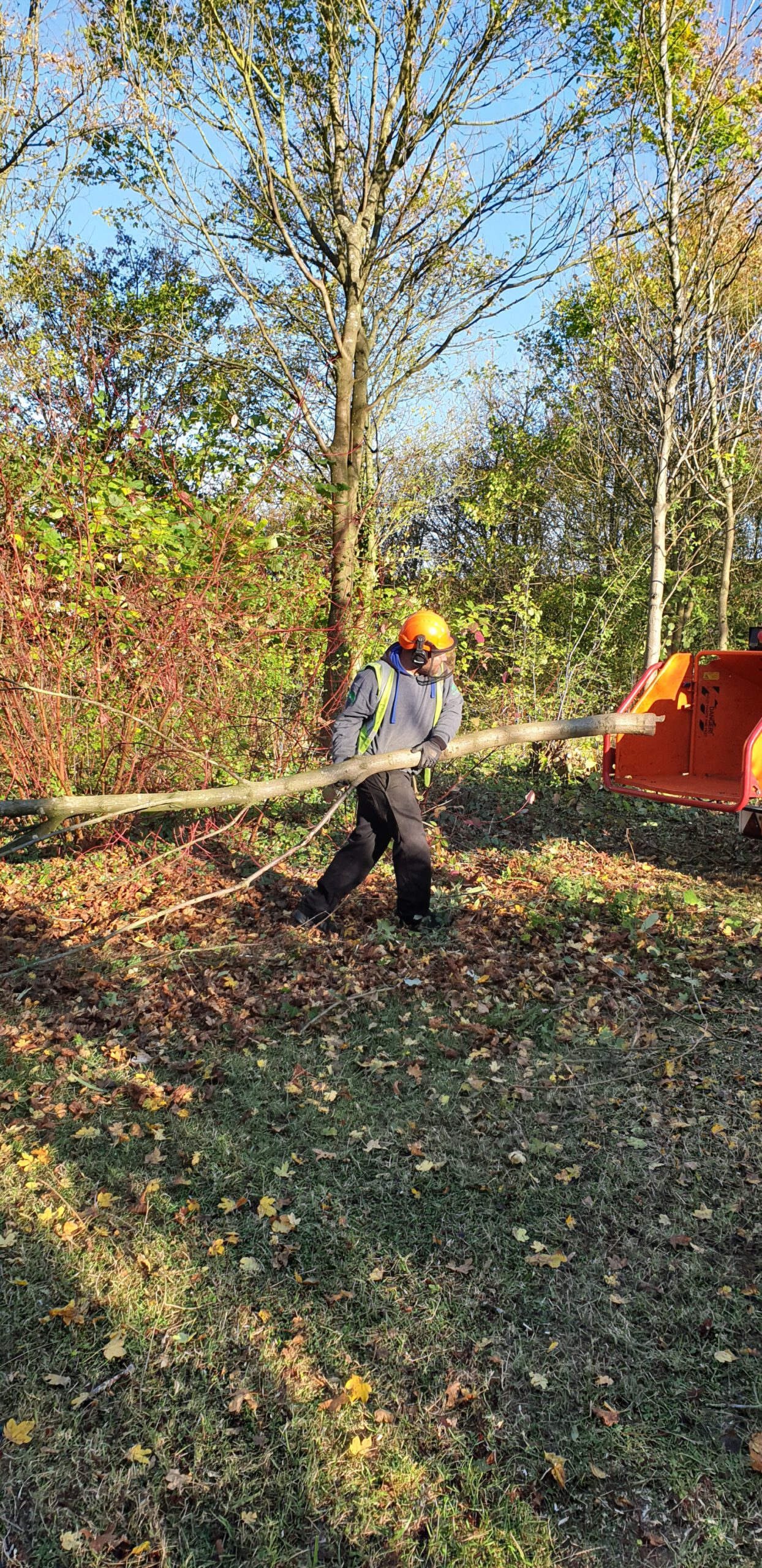 The Parks Trust Thinning Work