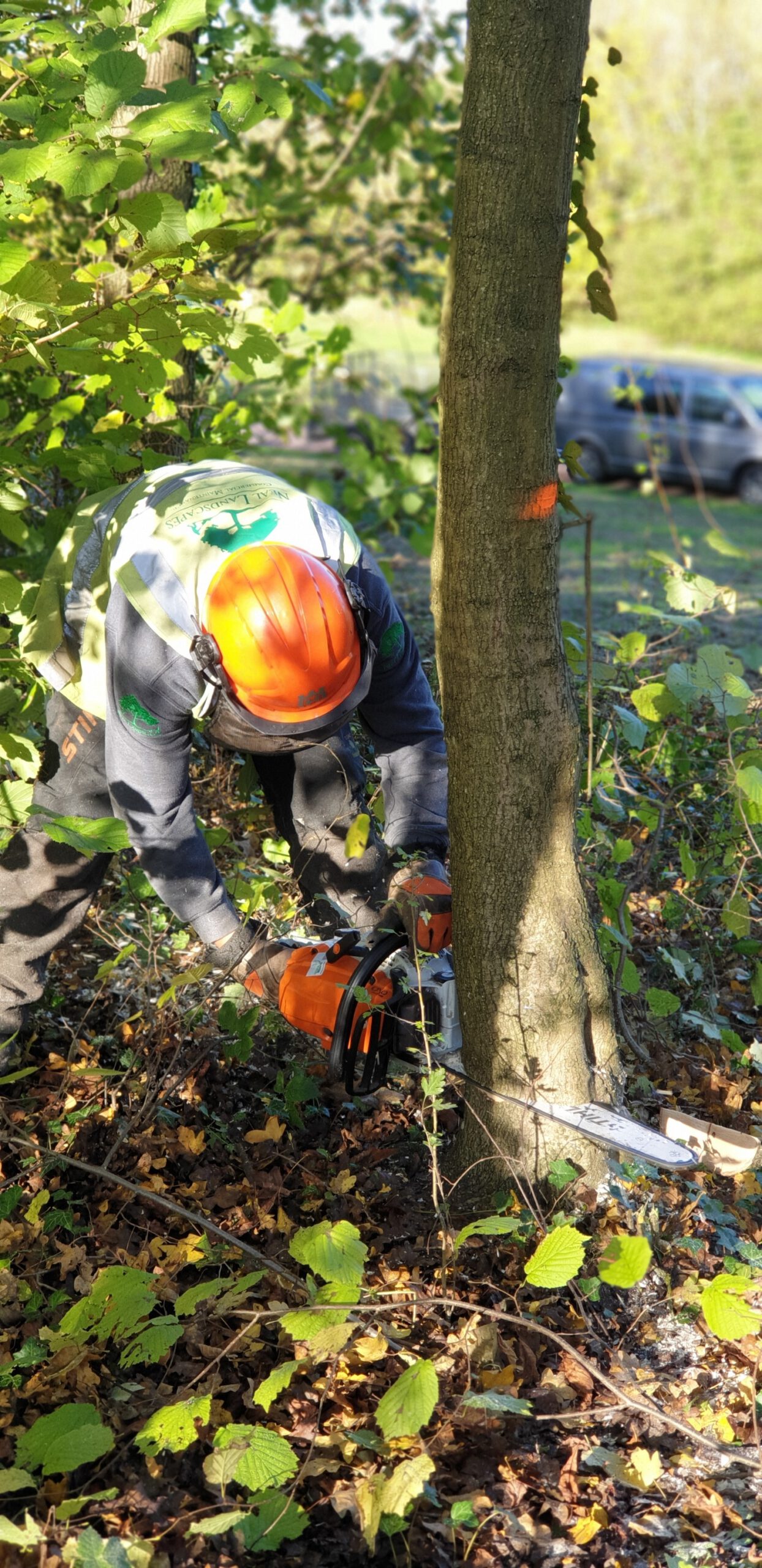 The Parks Trust Thinning Work