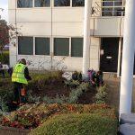 Planting Scheme in Central Milton Keynes