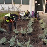 Planting Scheme in Central Milton Keynes