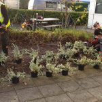 Planting Scheme in Central Milton Keynes