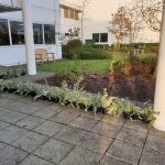 Planting Scheme in Central Milton Keynes