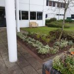 Planting Scheme in Central Milton Keynes