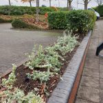 Planting Scheme in Central Milton Keynes