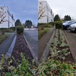 Planting Scheme in Central Milton Keynes