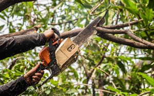 cutting tree branches