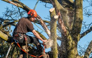 tree surgeon cutting down tree