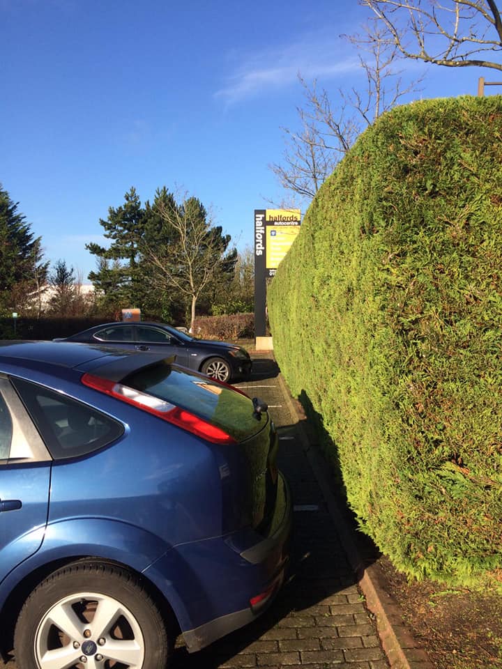 Conifer Maintenance in Winterhill