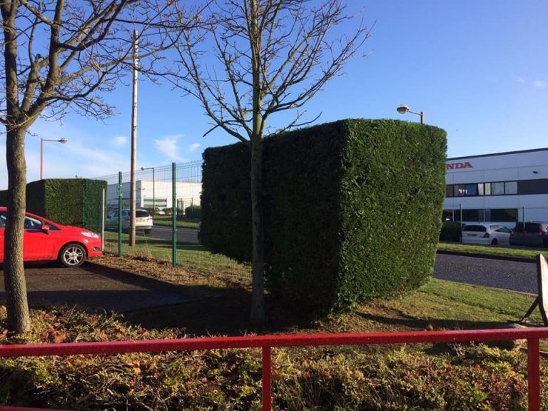 Conifer Maintenance in Winterhill