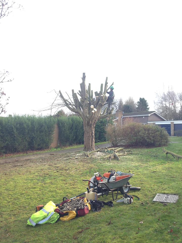 Tree Removal in Woughton On The Green