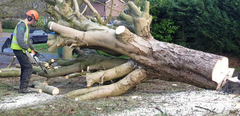 Tree Removal in Woughton On The Green