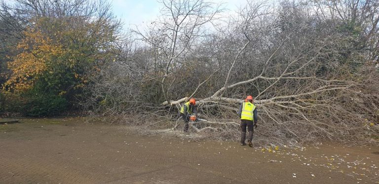 large tree removal