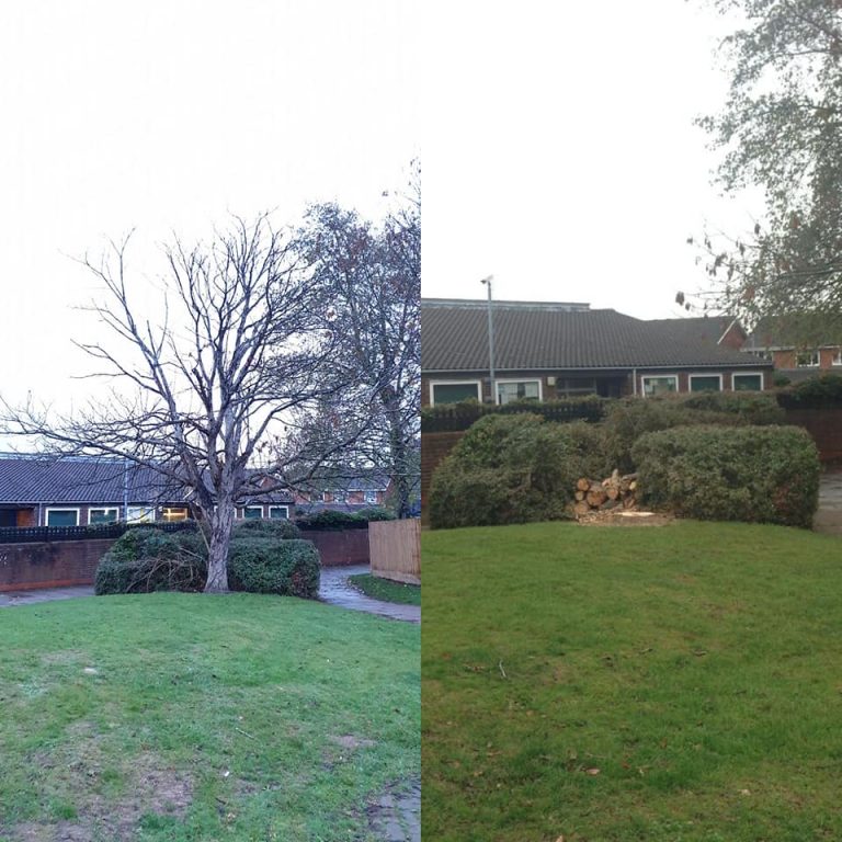 newport pagnell tree removal