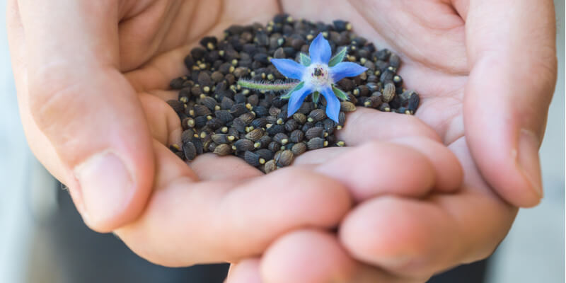 Borage