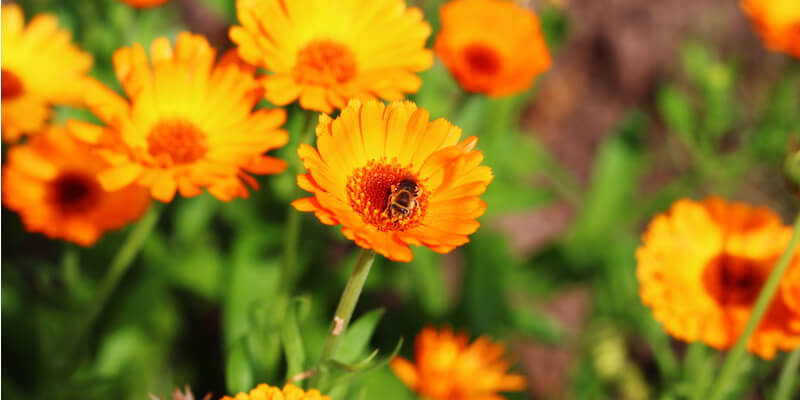 Calendula plant