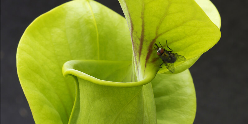 Pitcher Plant