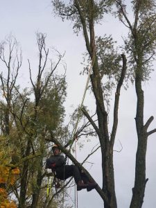 tree surgery work