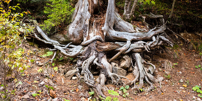 Dying Roots