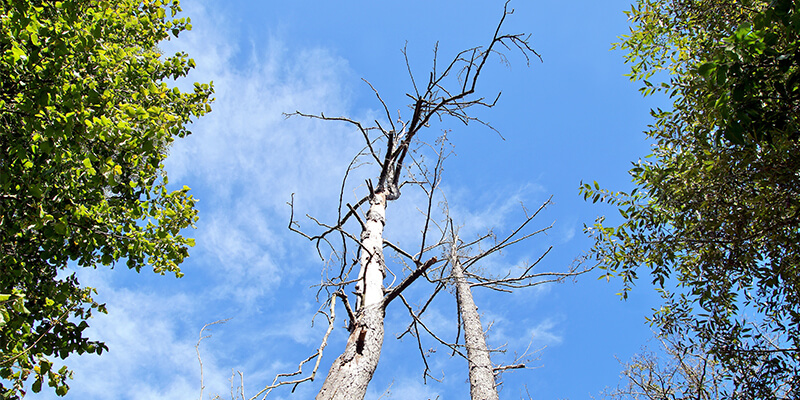 Dying Trees With No Leaves