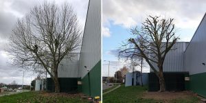 before and after tree surgery