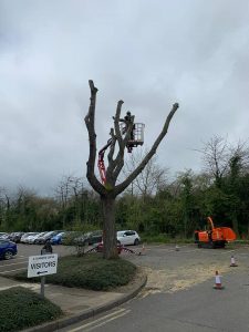 Close Up Of Finished Tree Surgery