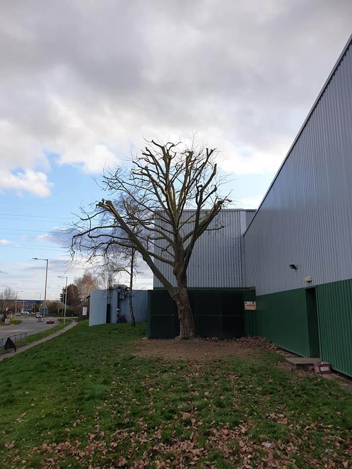 Tree Surgery In Bedford Neal Landscapes Case Study Tree Surgery In Bedford Neal Landscapes Case Study