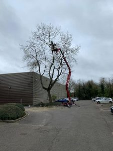 Progress On Tree Surgery