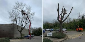 Tree Surgery Before & After