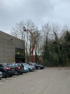 Tree Surgery In Carpark