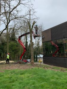 Tree Surgery Progress